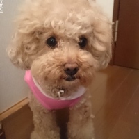 梅ちゃん