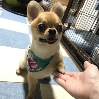 こむぎくん
