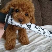 くぅちゃん