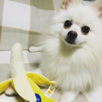 しらすくん