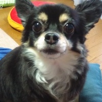 ベルくん