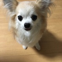 マロンちゃん