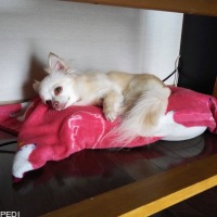 うーたんちゃん