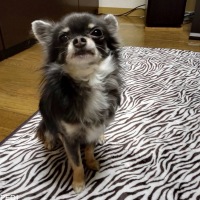 チャピーちゃん