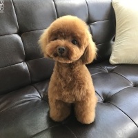 モコくん
