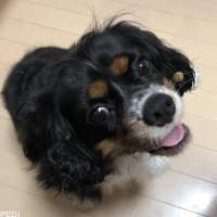 ぷうちゃん