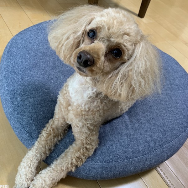 リリーちゃん