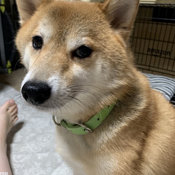 しばおくん