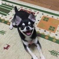 ちょろちゃん