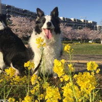 ちゃっぴーちゃん