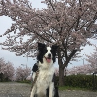 ぴーすくん