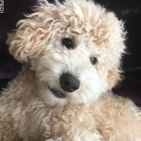 もこちゃん