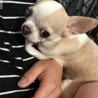 PUCCIくん