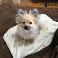 ポンゴくん