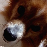アポロくん