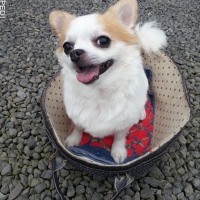 パールくん