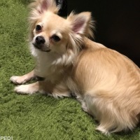 ziziくん