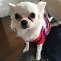viviちゃん