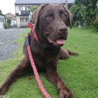 ショコラちゃん
