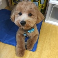 ルークくん