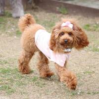ELLEちゃん