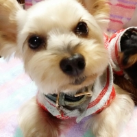 まりもちゃん