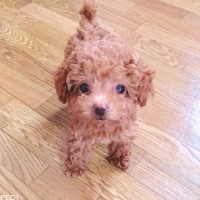 ぽにょちゃん