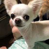 おちびちゃん
