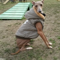 陽羊くん