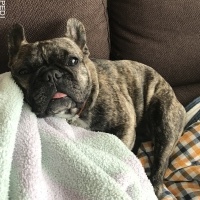 あずきちゃん