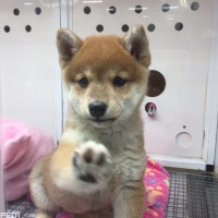 さくらちゃん