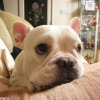 ブッチくん