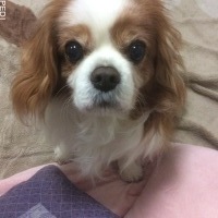 ロビンくん