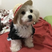 ココちゃん