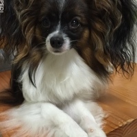ちゃがまくん