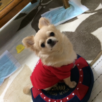 チップくん