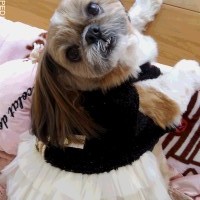シャネルくん