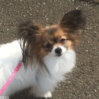 ショコラちゃん
