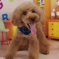ピースくん