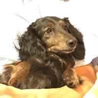 きゅんちゃん