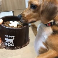 むぎちゃん