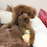 ぺろちくん
