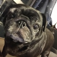 ディオちゃん