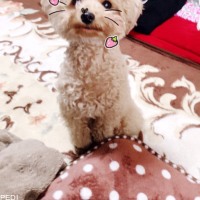 チルちゃん