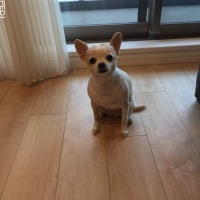 ももちゃん