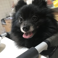 テディくん
