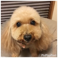 mapleちゃん