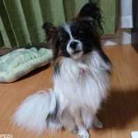 ふぁりんちゃん