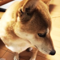 りりちゃん