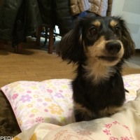 はなちゃん